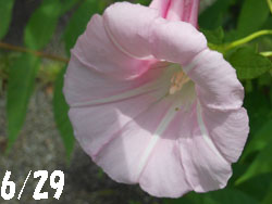 14_0719_hirugao1.jpg