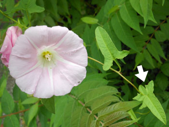 14_0719_hirugao2.jpg