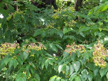 14_0720_gonzui2.jpg