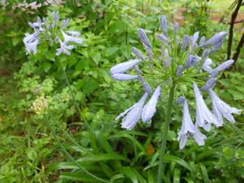 14_0723_agapanthus3.jpg