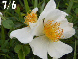 14_0724_t_noibara1.jpg