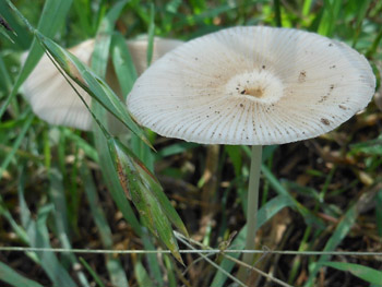 14_0727_kinoko12.jpg