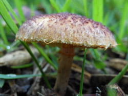 14_0729_kinoko03.jpg