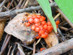 14_0729_kinoko09.jpg