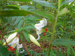 14_0801_yamayuri2.jpg