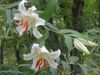 14_0801_yamayuri3.jpg