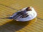 ぬくぬくカモ。.jpg
