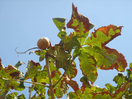 d_top_051003_benitoti.jpg