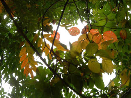 d_top_051112_haze_kaki.jpg