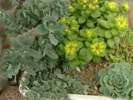 d_top_051128_sedums.jpg