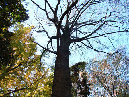 d_top_051213_yurinoki02.jpg