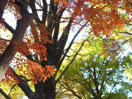 d_top_051214_gyoen02.jpg