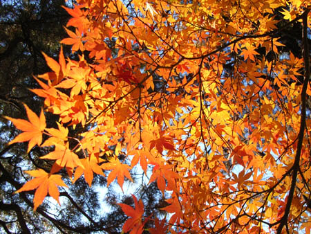 d_top_051214_gyoen04.jpg